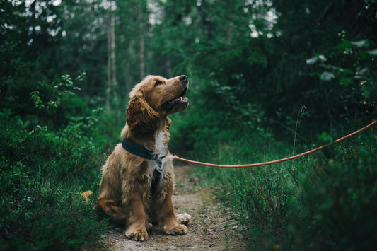 Why Sleep Matters For Pets?