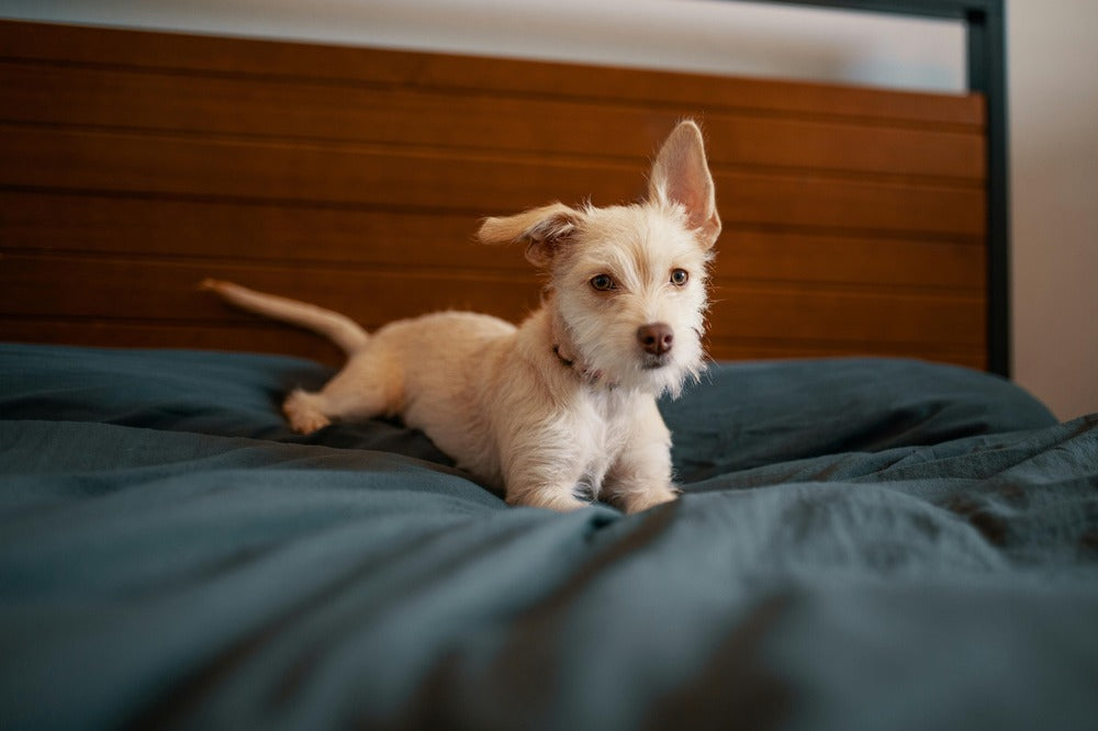 Dog Beds