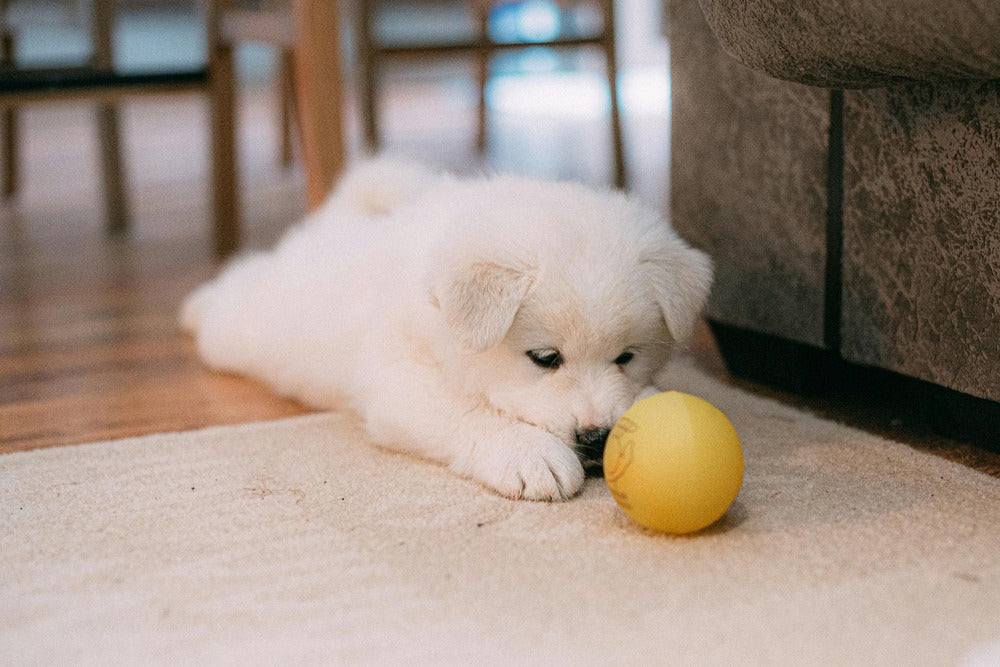 Pet Toys